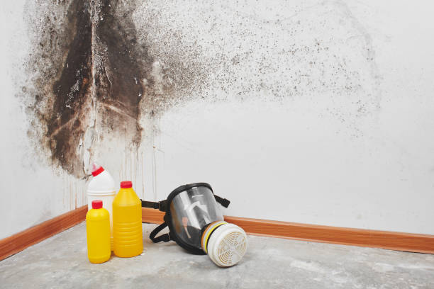 Best Mold Damage Repair  in Emporia, VA
