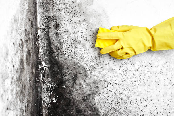 Best Fast Mold Removal  in Emporia, VA