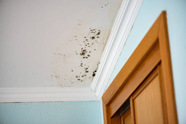 Best Mold Removal and Inspection  in Emporia, VA