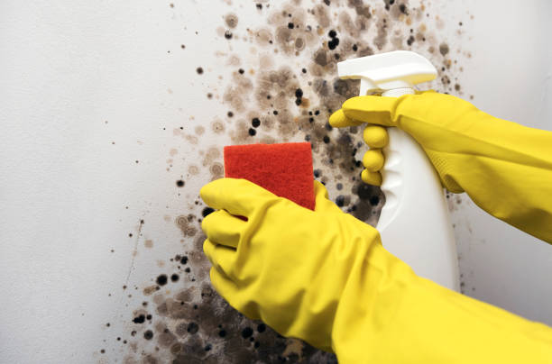Trusted Emporia, VA Mold Removal Experts