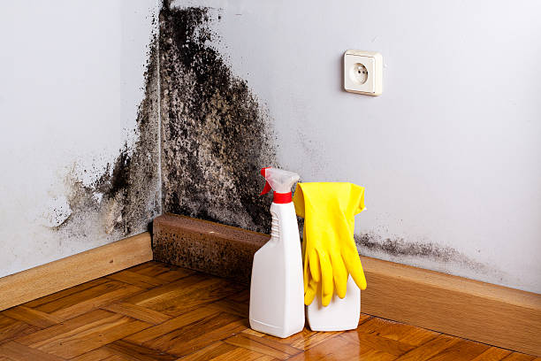 Best Attic Mold Removal  in Emporia, VA