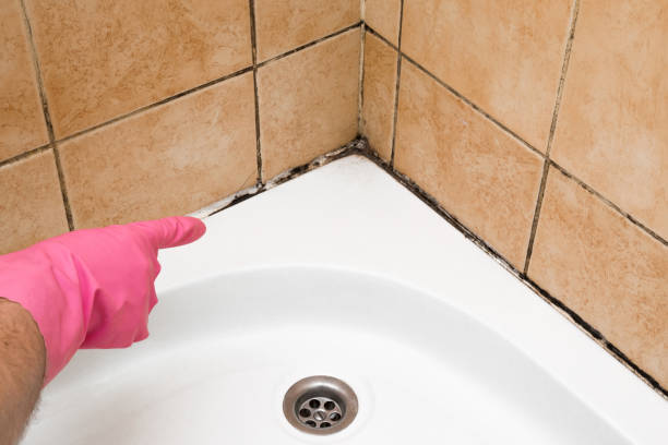 Best Commercial Mold Removal  in Emporia, VA